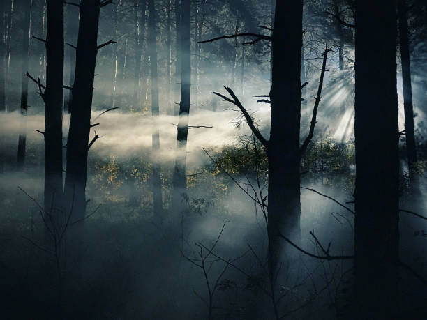 istock foggy and dark woods at night, mystery forest 1490270089