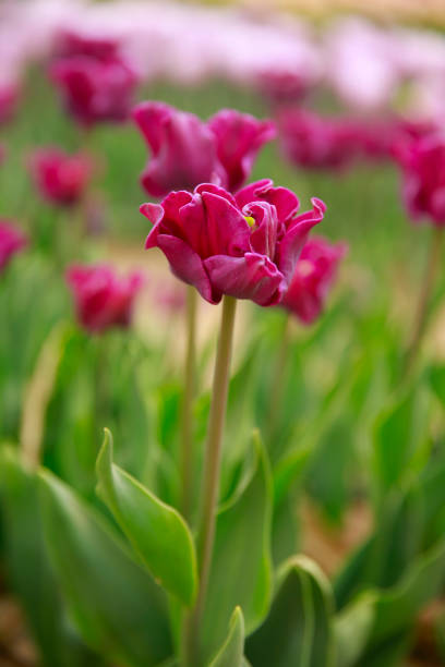 istock Spring blooming tulip field. Flowers tulips,  Spring floral background. 1490270899