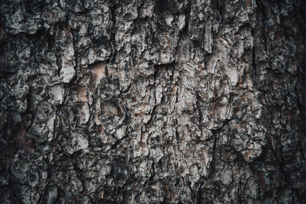 トウヒの樹皮の接写 - barque ストックフォトと画像