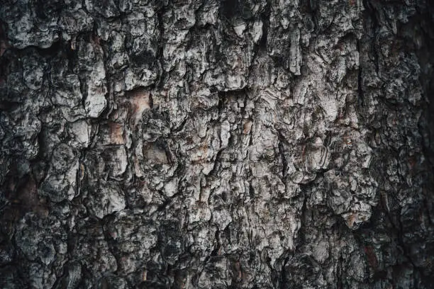 Close up of spruce bark