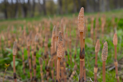 Equisetum arvense, the field horsetail or common horsetail, is an herbaceous perennial plant of the family Equisetaceae. Horsetail plant Equisetum arvense.