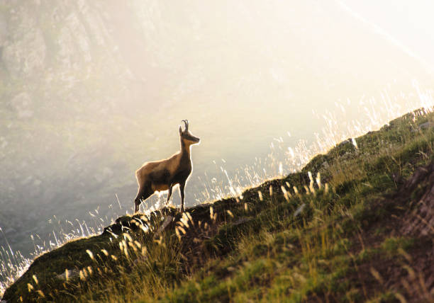 In this photo, a majestic chamois is standing on a grassy slope, bathed in the warm rays of the sun rising above the mountains. The animal's gaze is directed towards the horizon, as if admiring the beauty of the mountain landscape. The green slope provides the perfect background for the chamois, creating a sense of harmony and peace in the image.