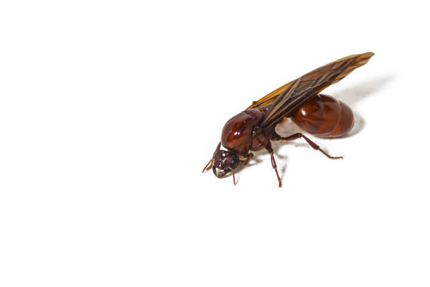 winged ants earth ants Asian ants on white background, Thai people in rural areas like to eat.