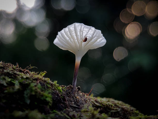 Marasmius is a genus of mushroom-forming fungi in the family Marasmiaceae. Marasmius is a genus of mushroom-forming fungi in the family Marasmiaceae.  I took this mushroom using a smartphone camera and the help of an external macro lens. I took a photo of this mushroom on the edge of the forest in Aceh -Indonesia marasmiaceae stock pictures, royalty-free photos & images