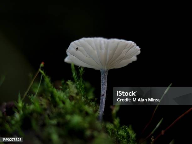 Marasmius Is A Genus Of Mushroomforming Fungi In The Family Marasmiaceae Stock Photo - Download Image Now
