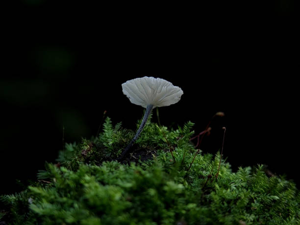 Marasmius is a genus of mushroom-forming fungi in the family Marasmiaceae. Marasmius is a genus of mushroom-forming fungi in the family Marasmiaceae.  I took this mushroom using a smartphone camera and the help of an external macro lens. I took a photo of this mushroom on the edge of the forest in Aceh -Indonesia marasmiaceae stock pictures, royalty-free photos & images