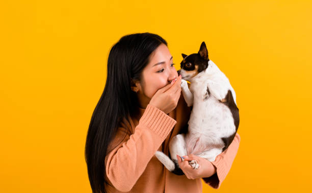 istock girl with chihuahua 1490275453