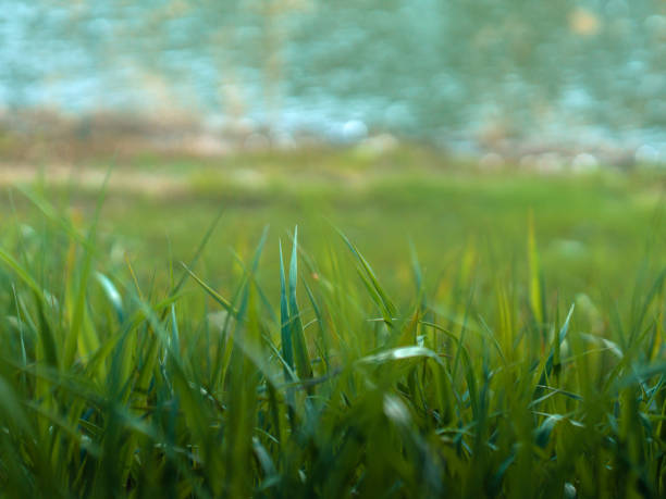istock Green grass at shore of lake or river. 1490275807