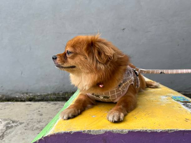 istock Cute Brown Dog Laying on colorful concrete after a walk while looking to the left 1490276802