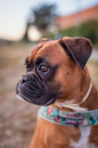 portrait of a cute purebred boxer dog relaxed looking at view