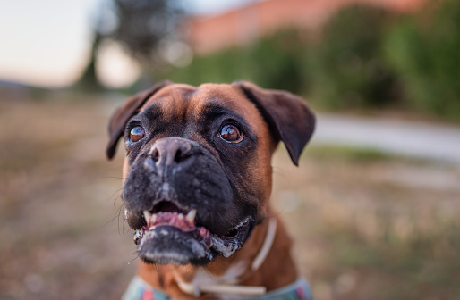 Portrait of brown boxer puppy sitting on grass in the park, selective focus, large copy space