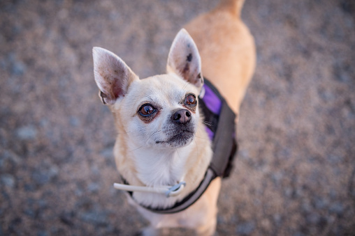 Close-up portrait of a white and brown chihuahua in the park
