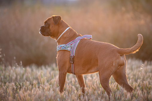 A purebred Boxer Dog standing in the field at sunset searching something