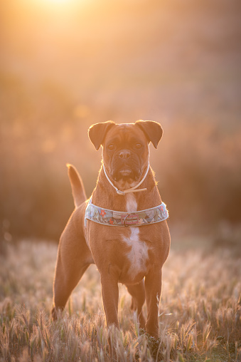 A purebred Boxer dog standing outdoors looking at camera at sunset with a bright sunbeam in the background