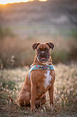 istock Close up boxer dog sitting in a public park 1490277576