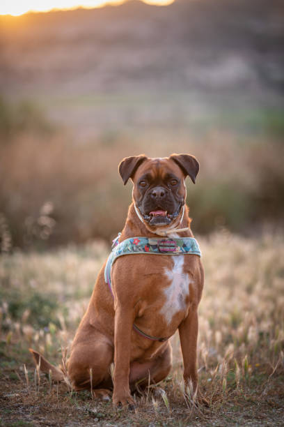 Close up boxer dog sitting in a public park Nice portrait of a boxer dog sitting in a public park at sunset spanish bulldog stock pictures, royalty-free photos & images