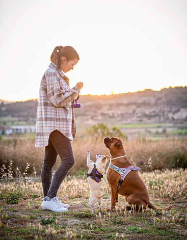Side view with lens flare of a woman in early 30s smiling feeding his funny  Chihuahua on two legs standing and her Boxer dog as they relax on rural hillside in afternoon sunlight.