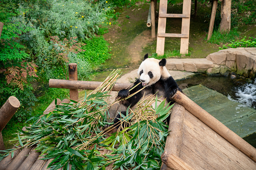 Big panda is eating bamboo. Funny pandas watching on snack. Lovely black and white bear.