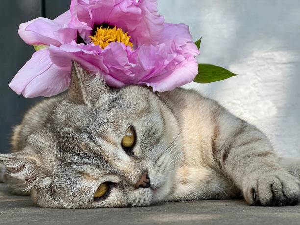 istock Pretty cat with pink flower peony lying down and looking at camera. 1490277742