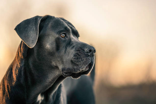 istock Portrait of the dog 1490277861