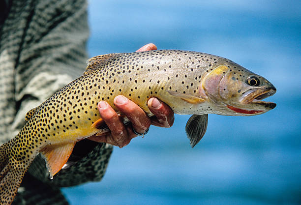 snake river ausgezeichnete-spotted purpurforellen - cutthroat trout stock-fotos und bilder