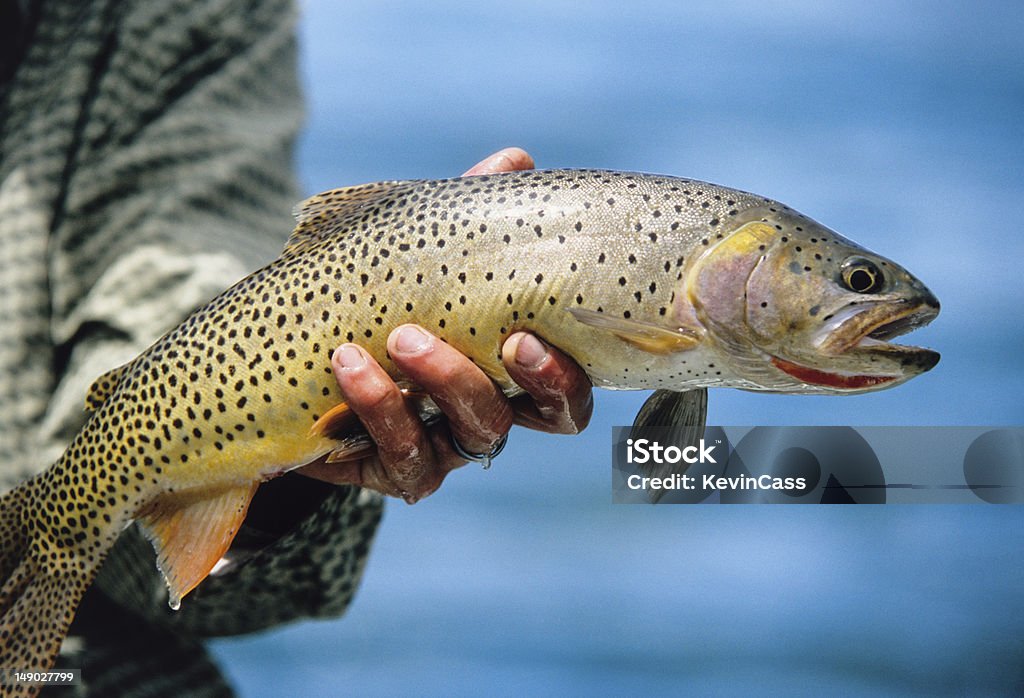 Snake River belas-Spotted Truta-Salmonada - Foto de stock de Truta-Salmonada royalty-free