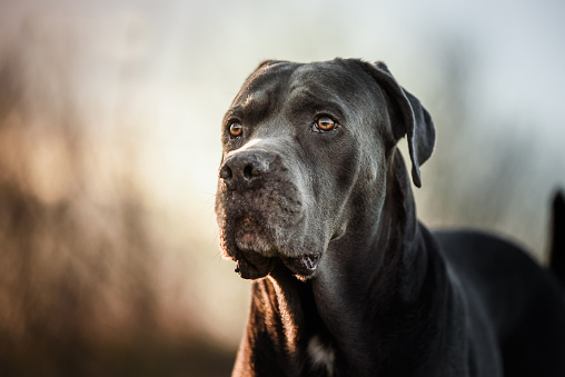 Close up portrait of beautiful Cane Corso taken on sunset during regular walk. This breed is also known as little mastiff or Italian mastiff