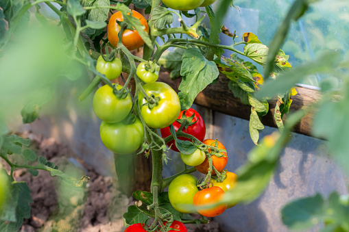 Red and green tomatoes grow and ripen in a greenhouse. Ecological product.