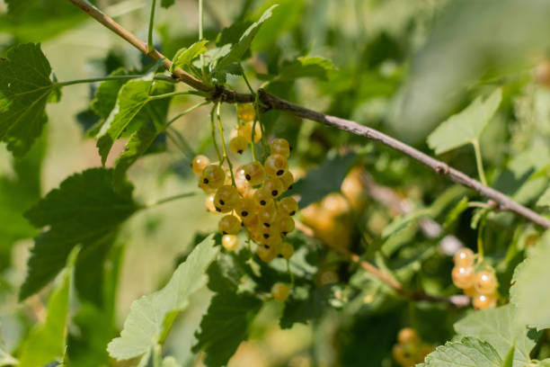 istock Yellow juicy ripe berries on a branch. White currants on a bush. 1490280633