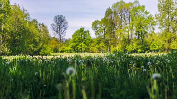 istock Meadow surrounded by trees in the springtime. High grass with countless dandelions in the sunlight. Fresh, young leaves on trees. Beautiful, sunny day in the countryside. Pheasantry, Siemianowice, Poland 1490281227