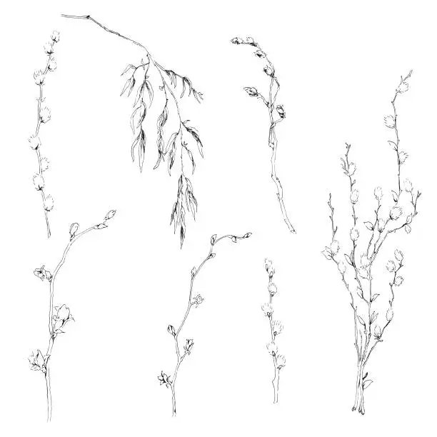 Vector illustration of Weeping willow and pussy willow tree branches. Vector