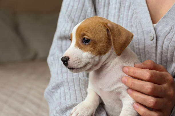 istock Young woman with a puppy 1490282635