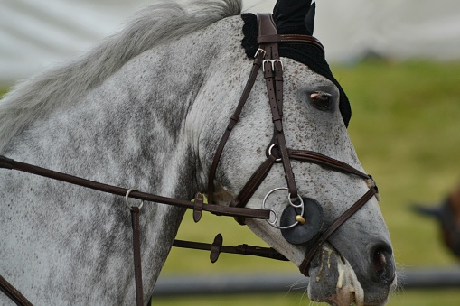 Bay horse proudly sporting its rossette