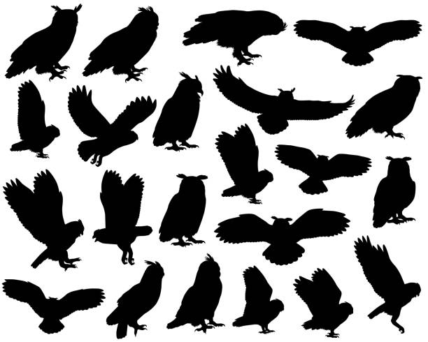 Owl silhouette Collection of silhouettes of owls and eagle-owls birds owl stock illustrations