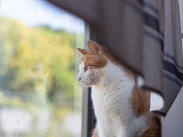 istock Cat sitting by the window Brown tiger white 1490285062