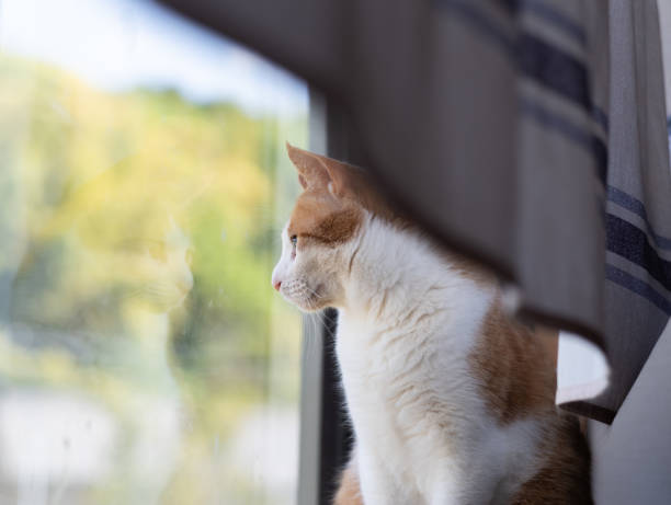 istock Cat sitting by the window Brown tiger white 1490285088