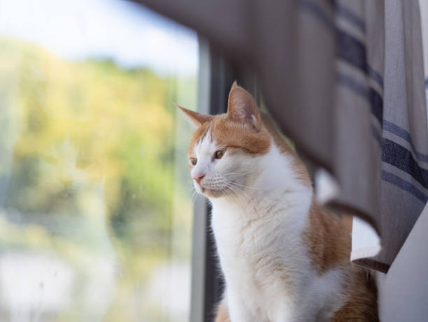 istock Cat sitting by the window Brown tiger white 1490285093