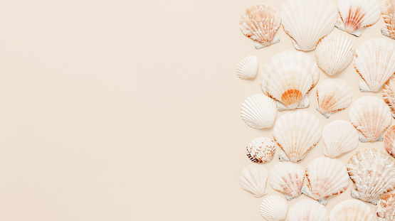 Minimal aesthetic seashells background with copy space on warm beige background. Seashell summer frame