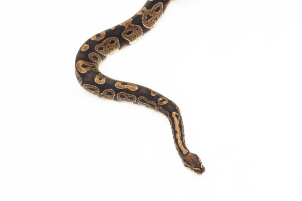 Angolan Python Head Shape 180+ Angolan Python Stock Photos, Pictures & Royalty-Free Images - iStock