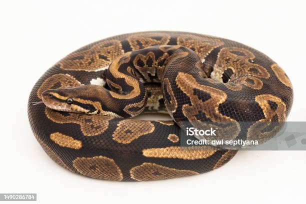 Python Bola Ular Regius Python Dengan Latar Belakang Putih Foto Stok ...
