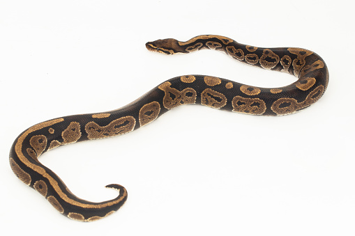 Python Bola Ular Regius Python Dengan Latar Belakang Putih Foto Stok ...