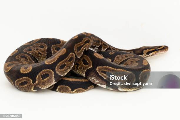 Python Bola Ular Regius Python Dengan Latar Belakang Putih Foto Stok ...