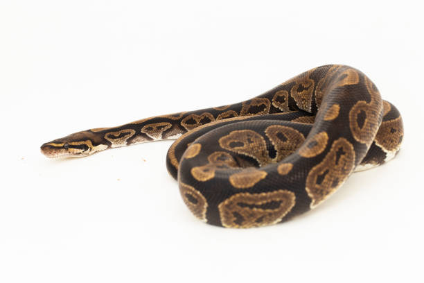 Ular Python 240+ Sanca Kembang Foto Stok, Potret, & Gambar Bebas Royalti - iStock