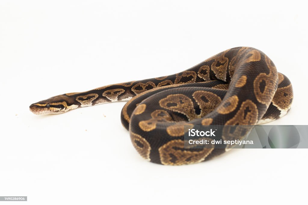Ball Python Python Regius Snake On White Background Stock Photo ...