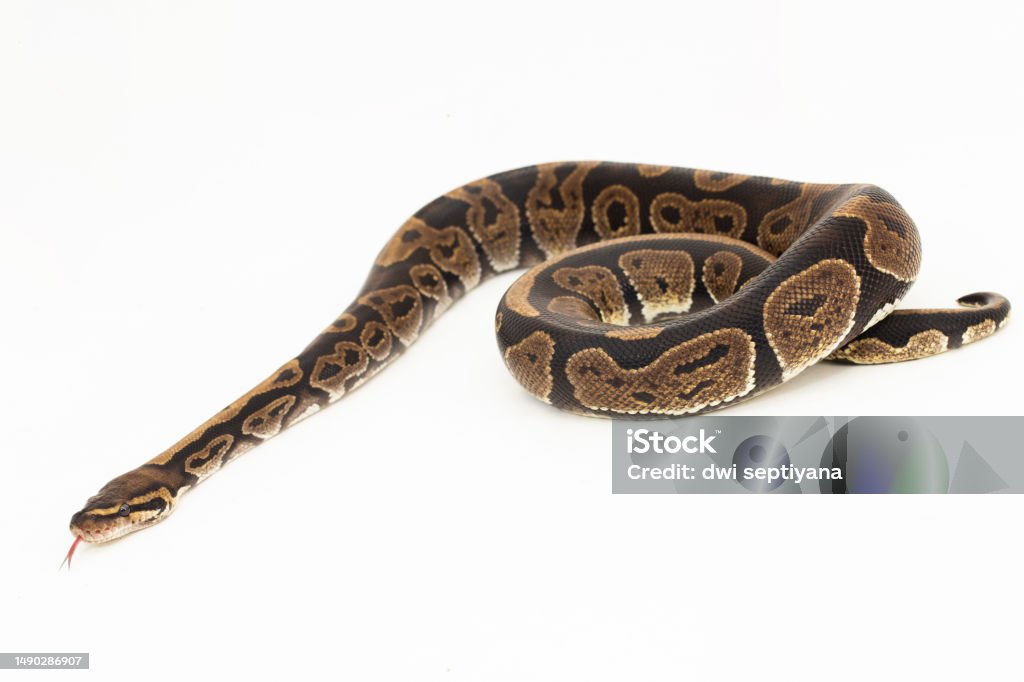 Python Bola Ular Regius Python Dengan Latar Belakang Putih Foto Stok ...