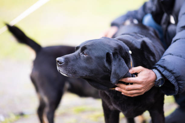 istock A Black Labrador dog at camp with his owner 1490288922