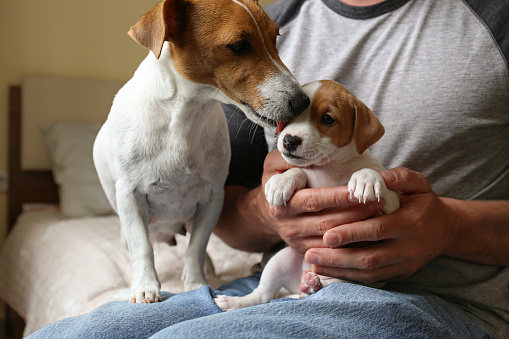 Unrecognizable man sitting with cute two months old Jack Russel terrier puppy and its mother at home. Close up, copy space, background.