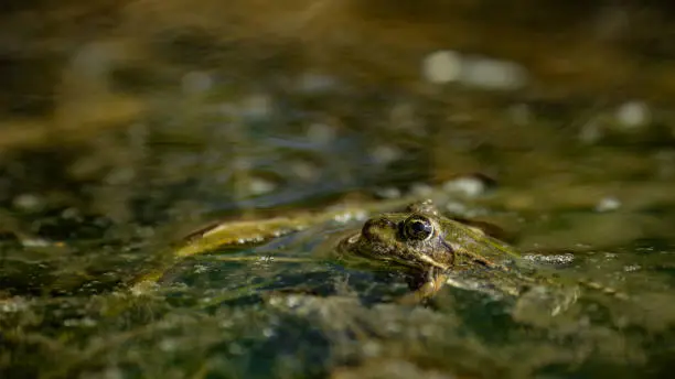 Photo of little frog hiding in a pond with just his eyes looking out of muddy water and air bubbles surrounding him