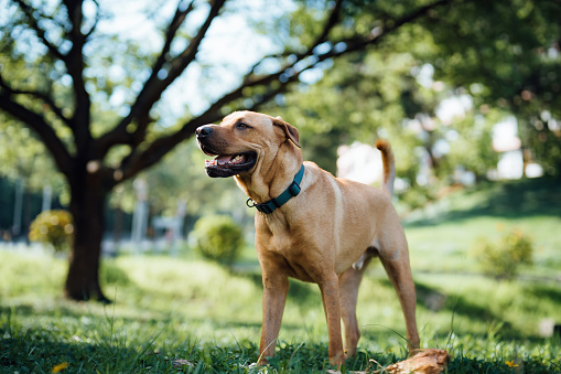 A happy and energetic mongrel dog having fun in the park on a sunny day. Outdoor fun. Canine. Animal themes