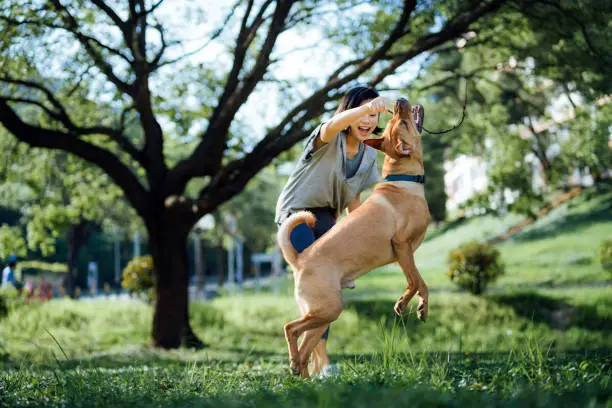 Fröhliche junge asiatische Frau, die mit ihrem Hund spielt und mit einem Holzstock im Park spielt. Verbringen Sie einen Moment und eine lustige Zeit mit ihrem Hund. Leben mit einem Haustier. Gehorsam und Training Fröhliche junge asiatische Frau, die mit ihrem Hund spielt und mit einem Holzstock im Park spielt. Verbringen Sie einen Moment und eine lustige Zeit mit ihrem Hund. Leben mit einem Haustier. Gehorsam und Training